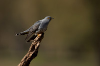 Common Cuckoo, Thursley Common, April 2021