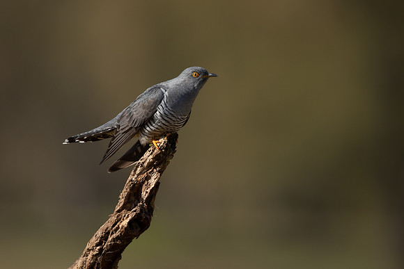 Common Cuckoo, Thursley Common, April 2021
