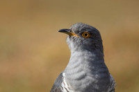 Common Cuckoo, Thursley Common, April 2021