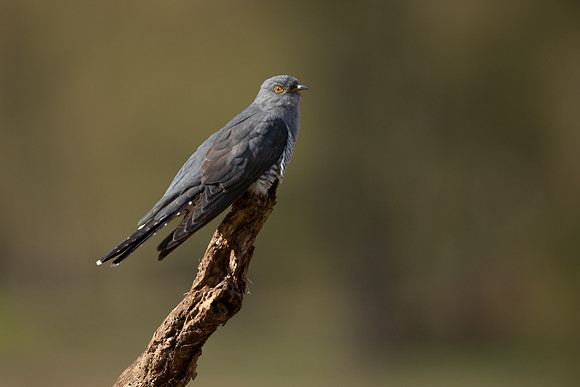 Common Cuckoo, Thursley Common, April 2021