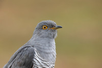 Common Cuckoo, Thursley Common, April 2021