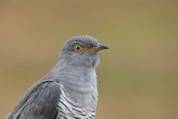 Common Cuckoo, Thursley Common, April 2021