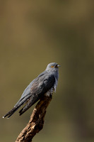 Common Cuckoo, Thursley Common, April 2021