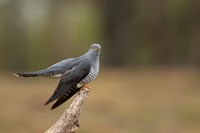 Common Cuckoo, Thursley Common, April 2021