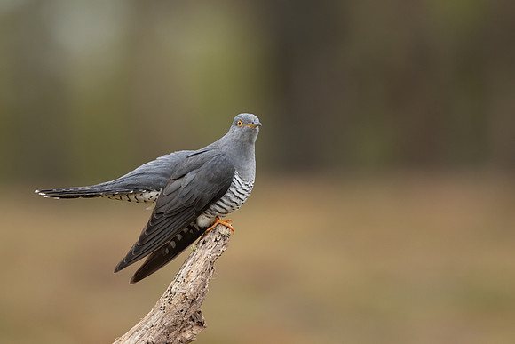 Common Cuckoo, Thursley Common, April 2021