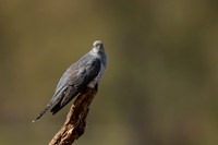 Common Cuckoo, Thursley Common, April 2021