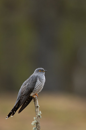 Common Cuckoo, Thursley Common, April 2021