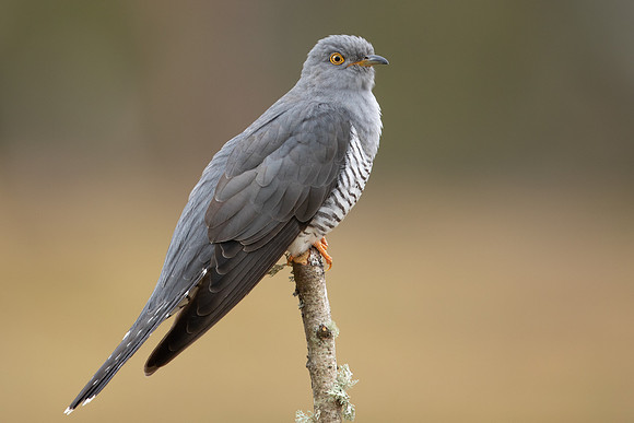 Common Cuckoo, Thursley Common, April 2021