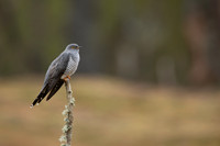 Common Cuckoo, Thursley Common, April 2021