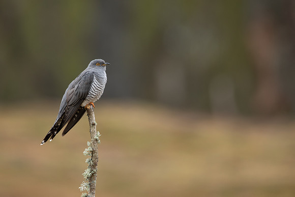 Common Cuckoo, Thursley Common, April 2021