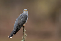 Common Cuckoo, Thursley Common, April 2021