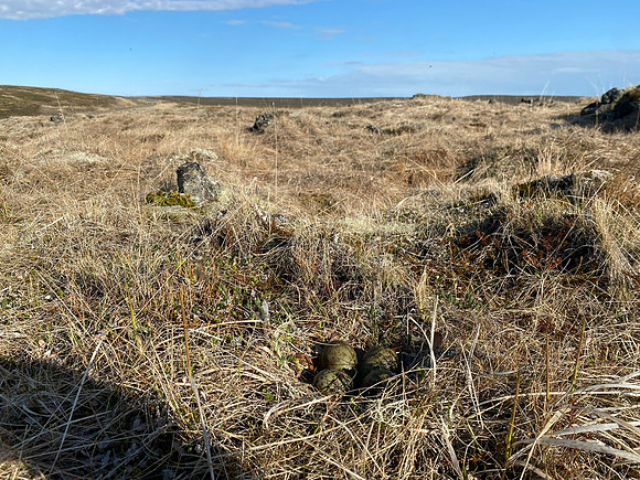 Whimbrel, River Laxa, Iceland, May 2022