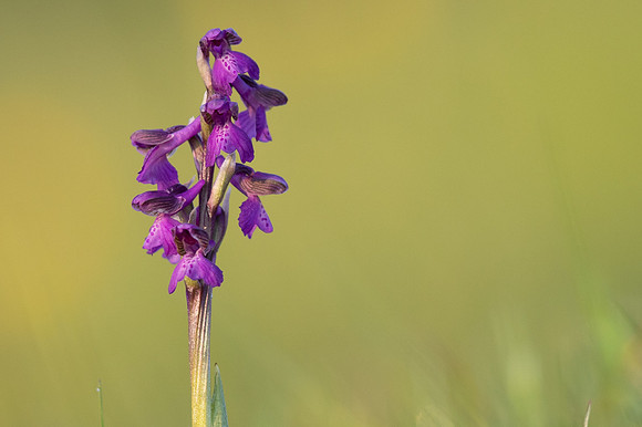 Green-winged Orchid, Tytherington, April 2021.