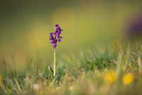 Green-winged Orchid, Tytherington, April 2021.