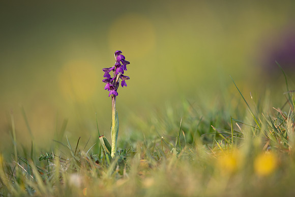 Green-winged Orchid, Tytherington, April 2021.
