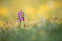 Green-winged Orchid, Tytherington, April 2021