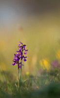 Green-winged Orchid, Tytherington, April 2021