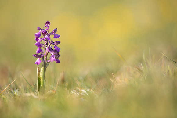 Green-winged Orchid, Tytherington, April 2021
