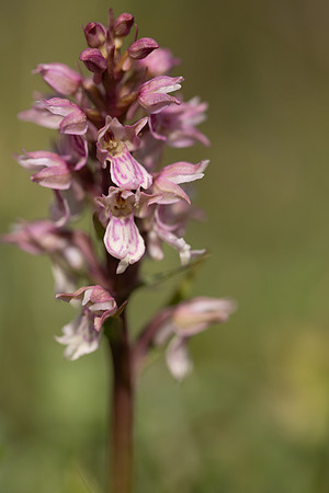 Frog x Common Spotted-orchid, Morgans Hill, June 2024