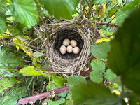 Blackcap, Tockington, April 2025