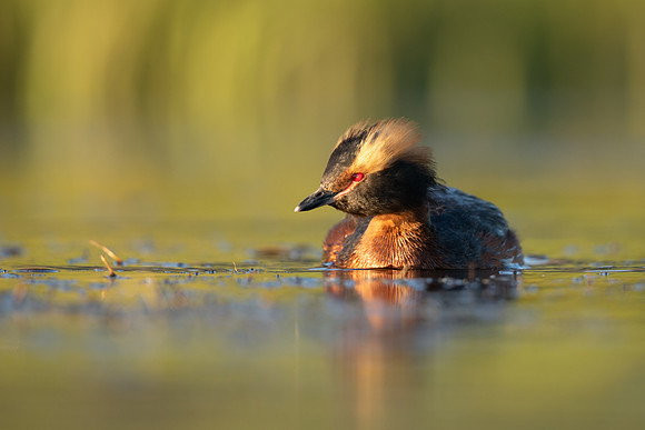 Slavonian Grebe, Iceland, May 2022