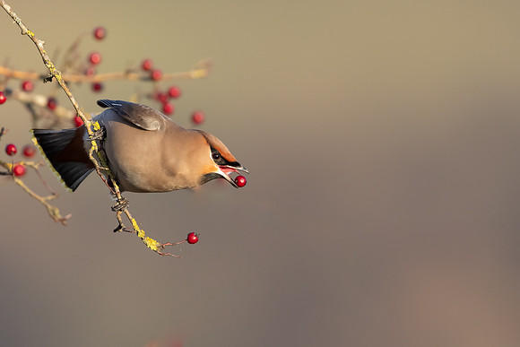 Waxwing, Rodbrough Common, January 2024