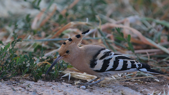 Hoopoe, Mandria, Cyprus, April 2016