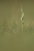 Autumn Lady's Tresses, Old Down, September 2022