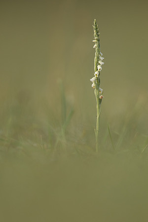 Autumn Lady's Tresses, Old Down, September 2022
