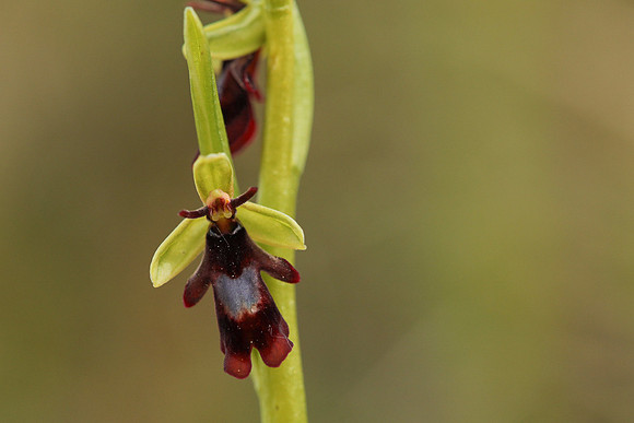 Fly Orchid, Selsey Common, May 2021