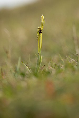 Fly Orchid, Selsey Common, May 2021