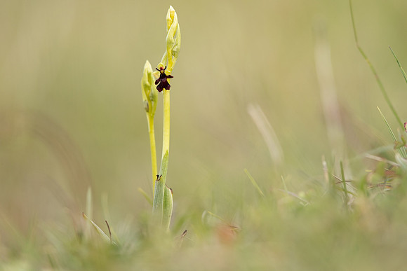 Fly Orchid, Selsey Common, May 2021