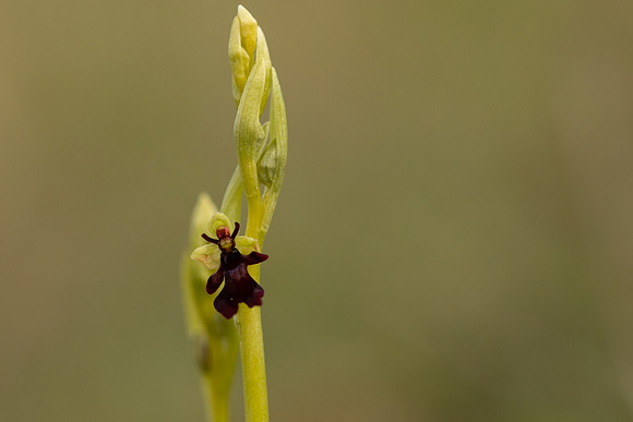 Fly Orchid, Selsey Common, May 2021