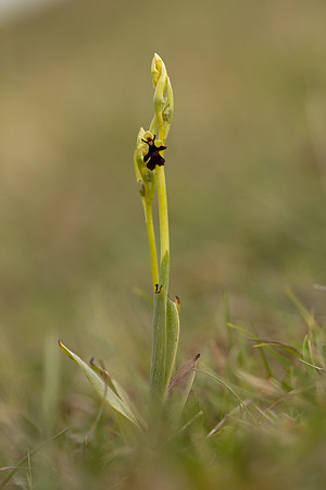 Fly Orchid, Selsey Common, May 2021