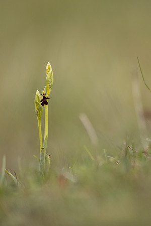 Fly Orchid, Selsey Common, May 2021
