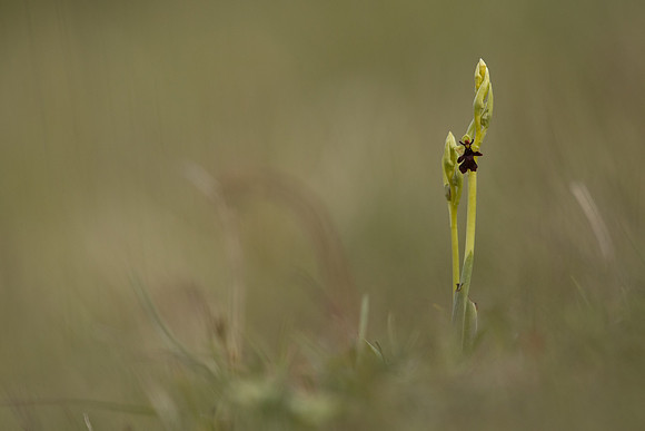 Fly Orchid, Selsey Common, May 2021