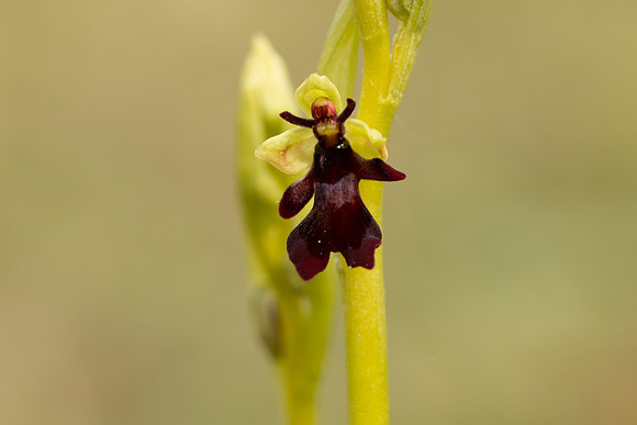 Fly Orchid, Selsey Common, May 2021