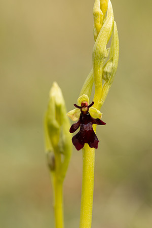 Fly Orchid, Selsey Common, May 2021