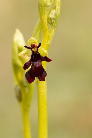 Fly Orchid, Selsey Common, May 2021