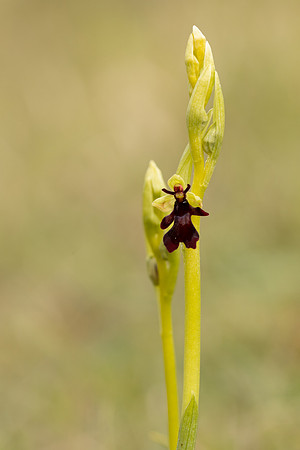 Fly Orchid, Selsey Common, May 2021