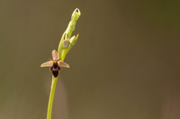 Fly x. Bee Orchid, Selsey Common, May 2021
