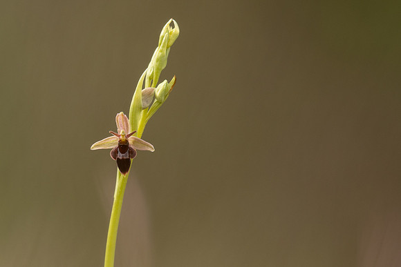Fly x. Bee Orchid, Selsey Common, May 2021
