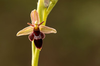 Fly x. Bee Orchid, Selsey Common, May 2021