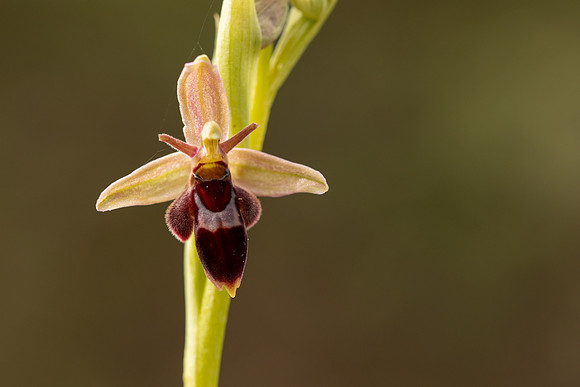 Fly x. Bee Orchid, Selsey Common, May 2021
