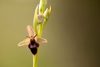 Fly x. Bee Orchid, Selsey Common, May 2021
