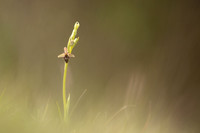 Fly x. Bee Orchid, Selsey Common, May 2021