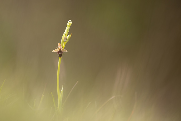 Fly x. Bee Orchid, Selsey Common, May 2021