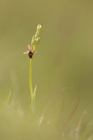Fly x. Bee Orchid, Selsey Common, May 2021