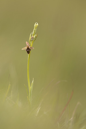 Fly x. Bee Orchid, Selsey Common, May 2021