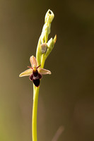 Fly x. Bee Orchid, Selsey Common, May 2021